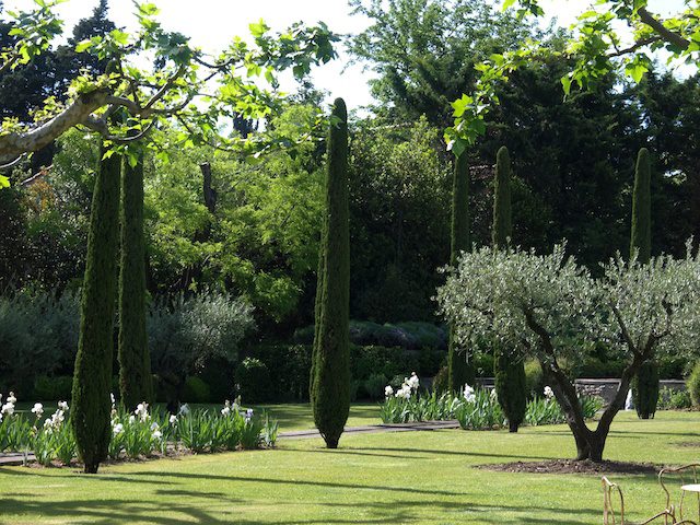 iris, garden, provence, france, saint remy de provence, green, flowers, white, spring,  french essence, vicki archer 