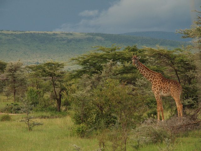 Masai Mara - Vicki Archer