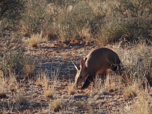 The Kalahari - Vicki Archer