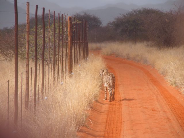 The Kalahari - Vicki Archer