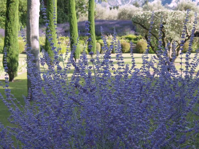 Provence, Lavender, French Essence, Vicki Archer