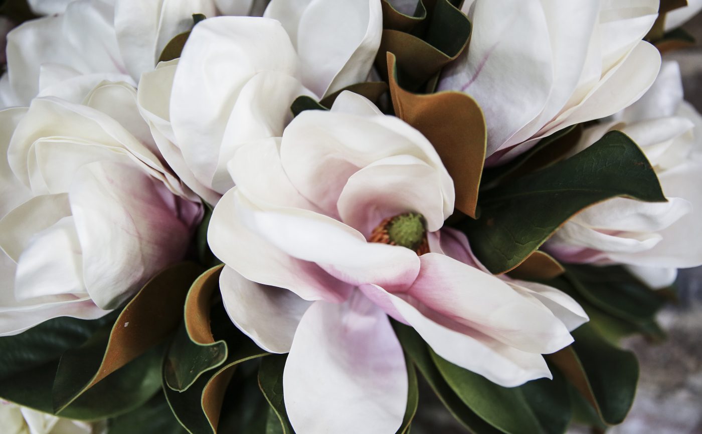 Optimized-magnolia-grandiflora-vicki-acrher (1)